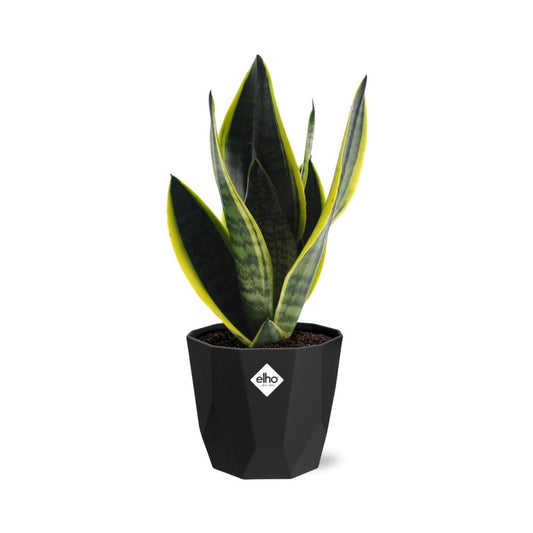 Sansevieria Futura Superba in 14cm b.for rock living black