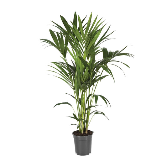 Howea Forsteriana - Ø21cm - ↕120cm