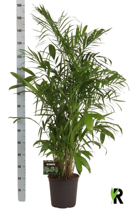 Chamaedorea Seifrizii