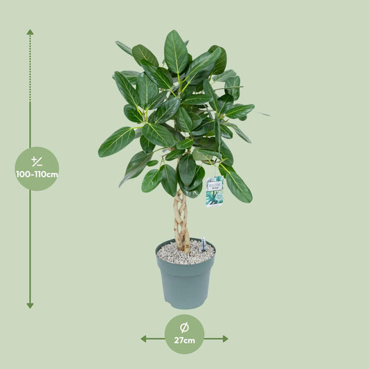 Ficus Altissima - Ø27cm - ↕110cm
