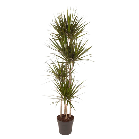 Drachenbaum Marginata 180 cm – Stilvoll & Pflegeleicht