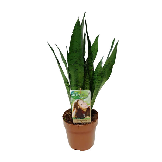 Sansevieria Zeylanica - Ø17cm - ↕60cm