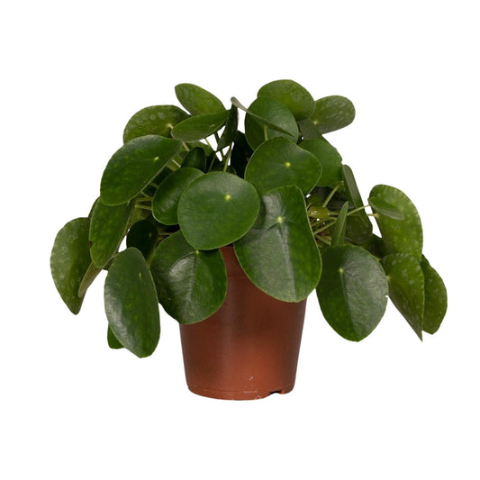 Pilea Peperomiodes - Pfannkuchenfabrik - Ø15cm - ↕25cm