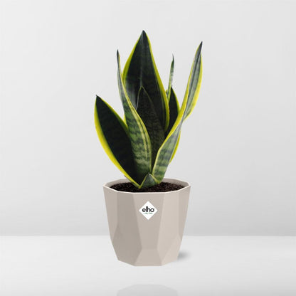 Sansevieria Futura Superba in ELHO b.for rock 14 cm warm grey