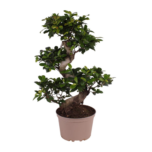 Ficus M. Ginseng - Ø22cm - ↕70cm