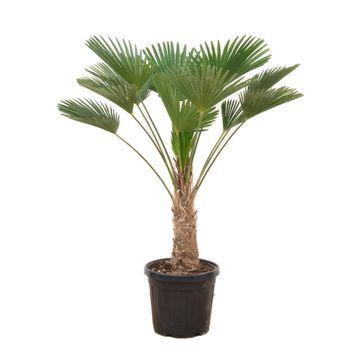 Wagner Palme 130 cm – Pflegeleichte Hanfpalme für Balkon & Garten