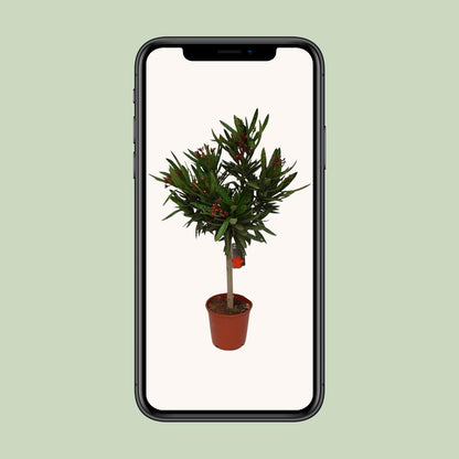 Nerium Oleander - Ø20cm - ↕110cm