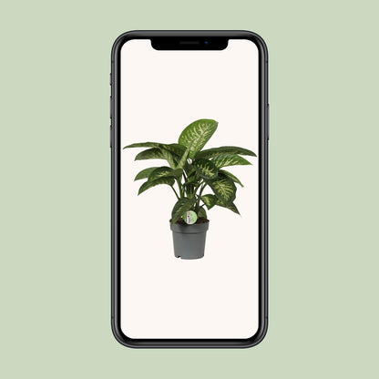 Dieffenbachia Mars - Ø19cm - ↕60cm