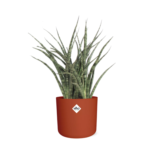 Sansevieria Fernwood Punk in ELHO b.for soft rond 14cm brique