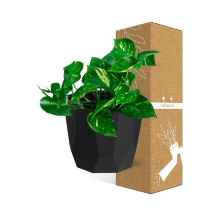 Epipremnum Pinnatum ‘Aureum’ in 14cm b.for rock living black