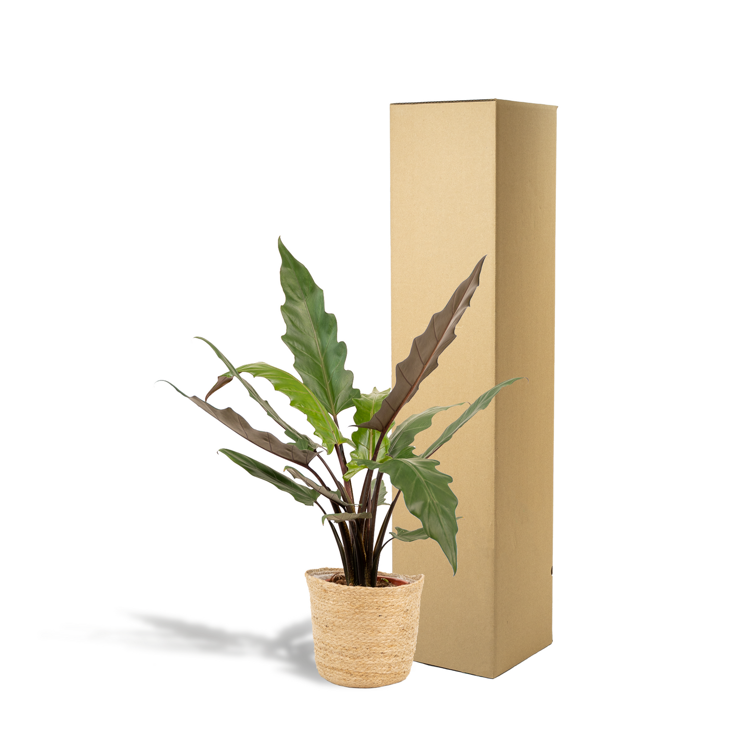 Alocasia Lauterbachiana - Ø19cm - ↕80cm + Korb Selin