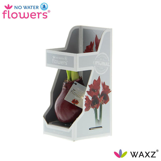 No Water Flowers Waxz® Bordeaux In Gift Box - ↕15cm