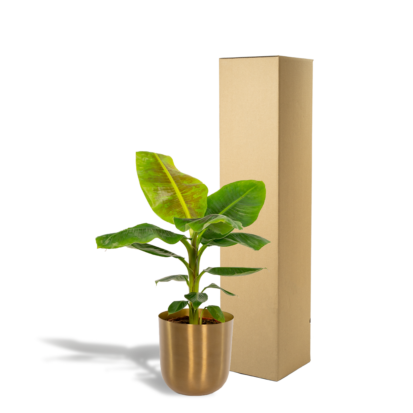 Musa Dwarf Cavendish - Ø21cm - ↕90cm + Topf Mayk Gold