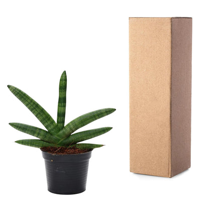 Bogenhanf Skyline – Pflegeleichte Zimmerpflanze 25 cm
