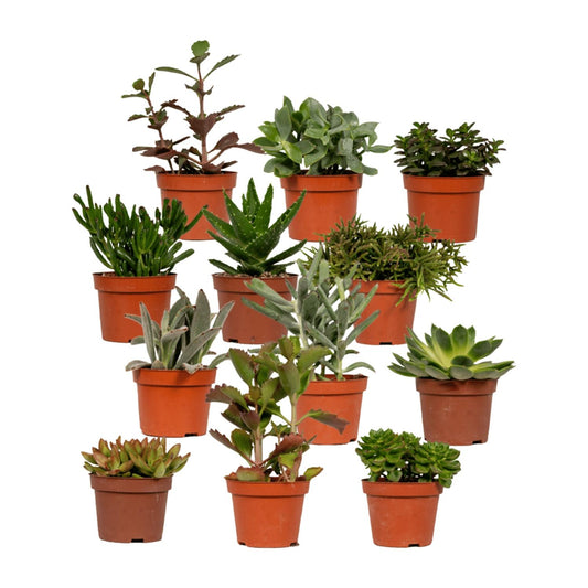 Sukkulenten Mix - 1 Stück - Ø10,5cm - ↕12cm