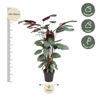 Korbmarante Oppenheimiana – 130 cm dekorative Zimmerpflanze