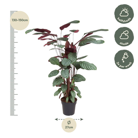 Korbmarante Oppenheimiana – 130 cm dekorative Zimmerpflanze