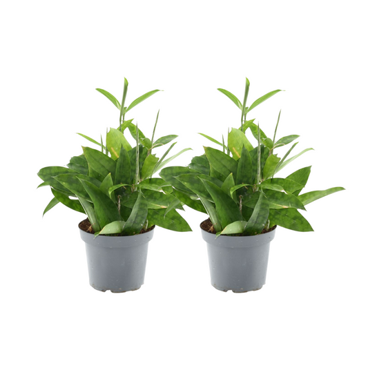 Dracaena Surculosa - 2 Stücke - Ø14cm - ↕40cm