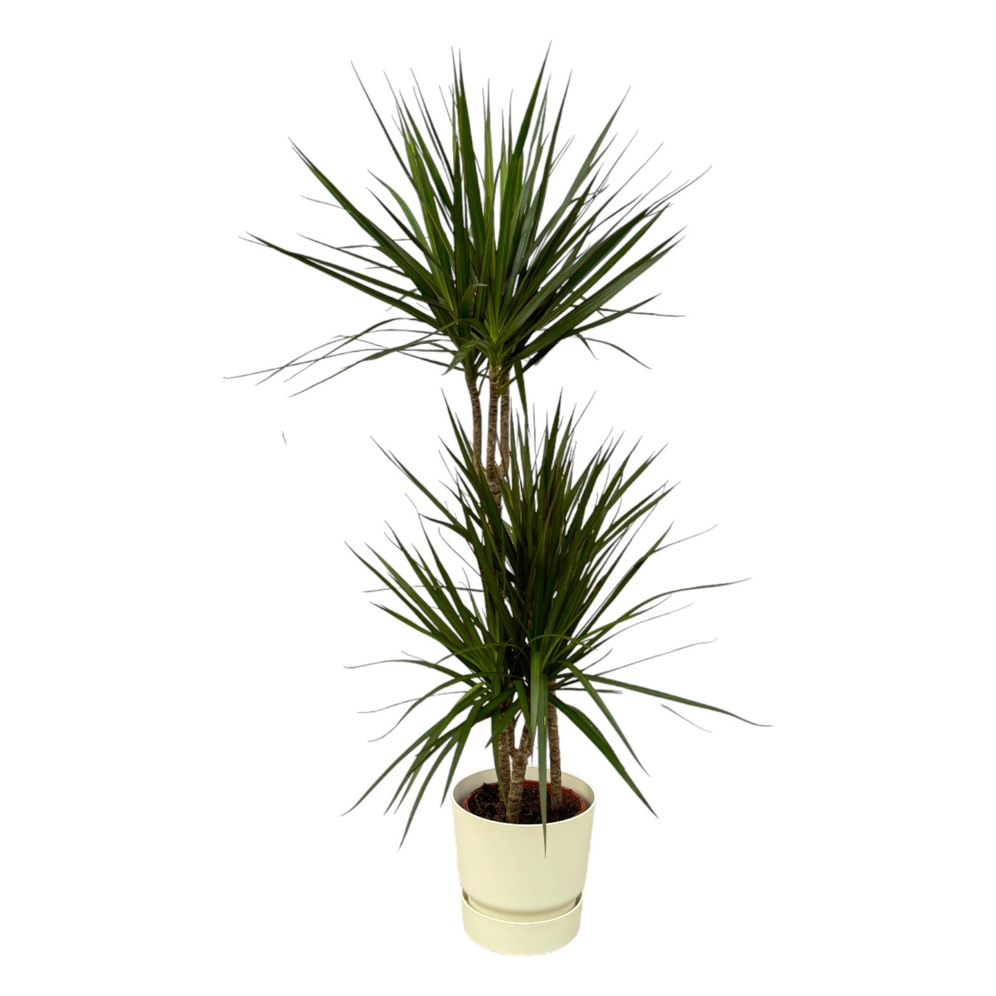 Drachenbaum Marginata 120 cm – Stilvoll & Pflegeleicht
