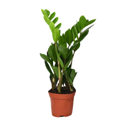 Zamioculcas Zamiifolia  - Ø12cm - ↕40cm