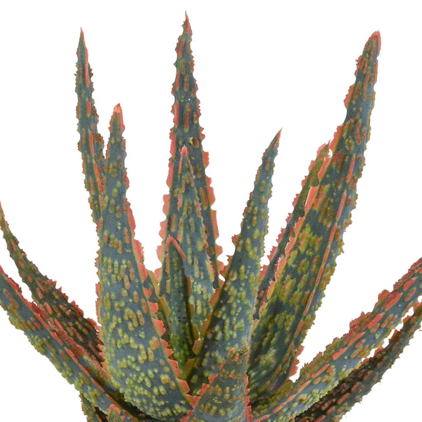 Aloe Zebrina 'Dannyz' – Stilvolle pflegeleichte Sukkulente