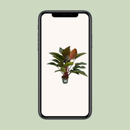 Philodendron Red Beauty - Ø27cm - ↕100cm