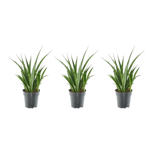 Bogenhanf Kirkii 3er Set – Exotische, pflegeleichte Zimmerpflanzen