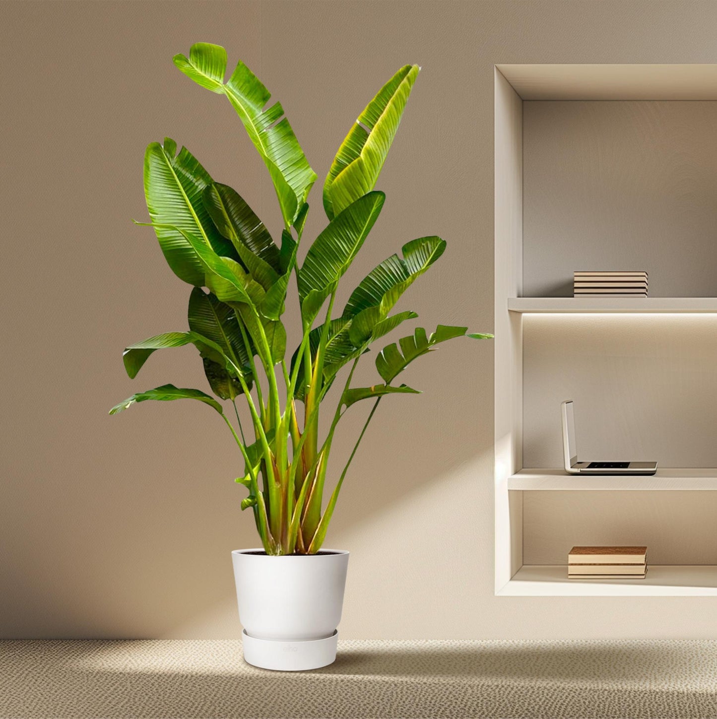 Weißer Paradiesvogel XXL – Strelitzia Augusta 250cm
