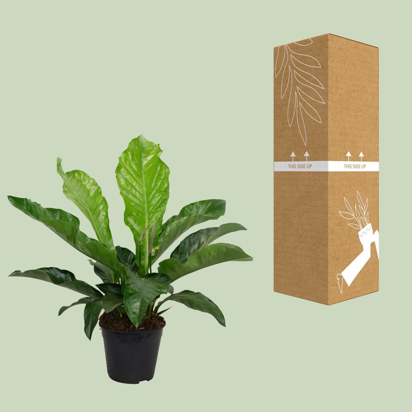 Anthurium KARMA Botanical - Ø30cm - ↕90cm