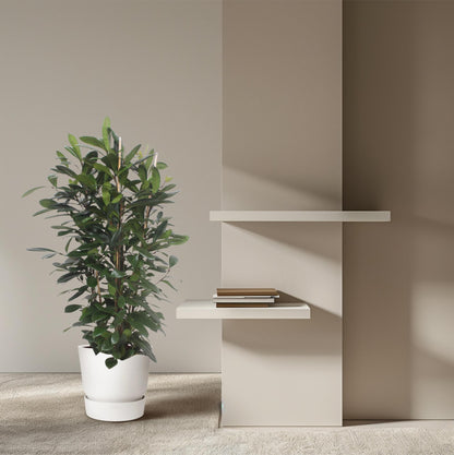 Afrikanischer Feigenbaum – Exotische Zimmerpflanze 180 cm