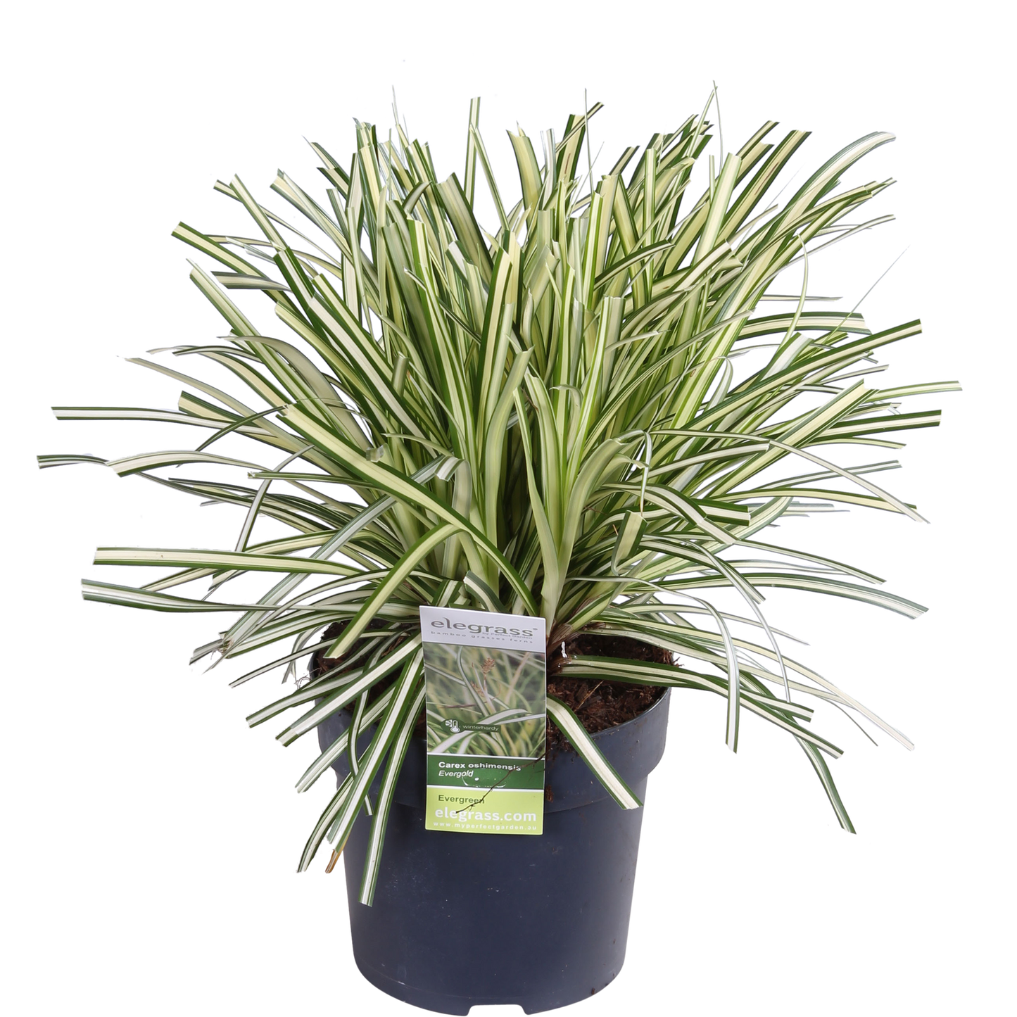 3x - Carex hachijoensis 'Evergold' - ↨30cm - Ø14