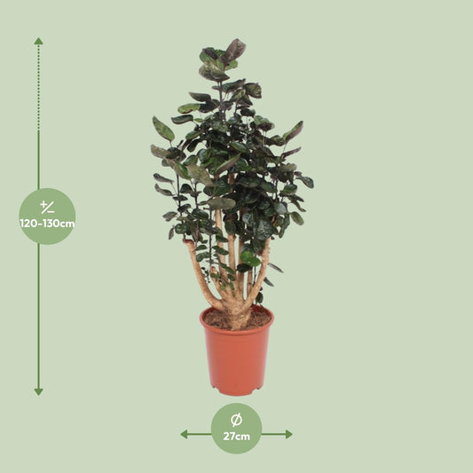 Polyscias Fabian - Ø27cm - ↕130cm