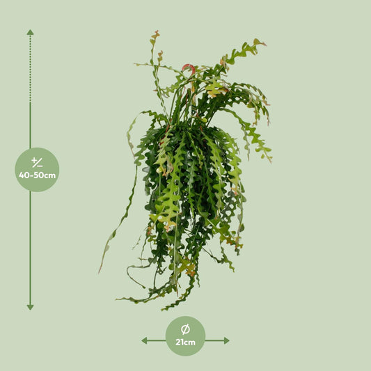 Ephiphyllum Anguliger - Ø21cm - ↕50cm