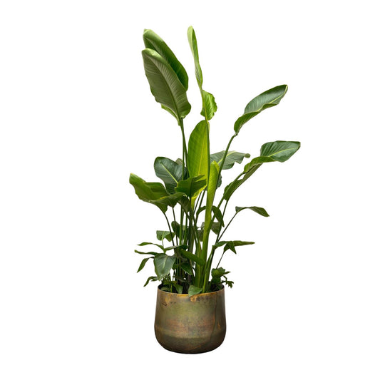 Paradiesvogelblume XXL – Strelitzia Nicolai 250 cm