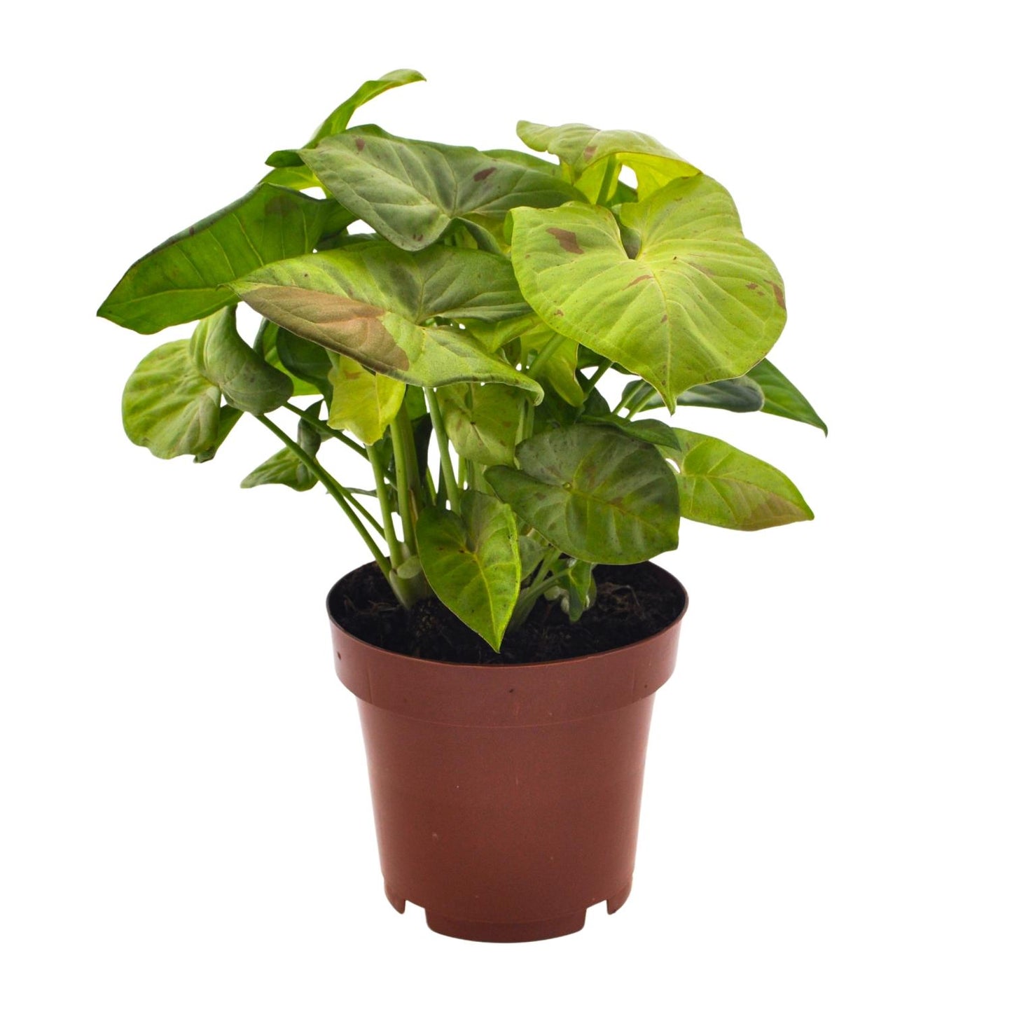Syngonium Milk Confetti - Ø12cm - ↕20cm