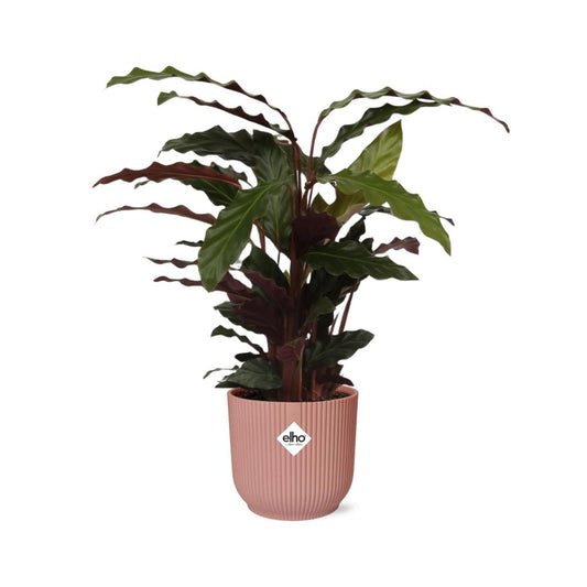 Calathea Rufibarba ‘Tropistar’ in ELHO Vibes Fold 14cm roze