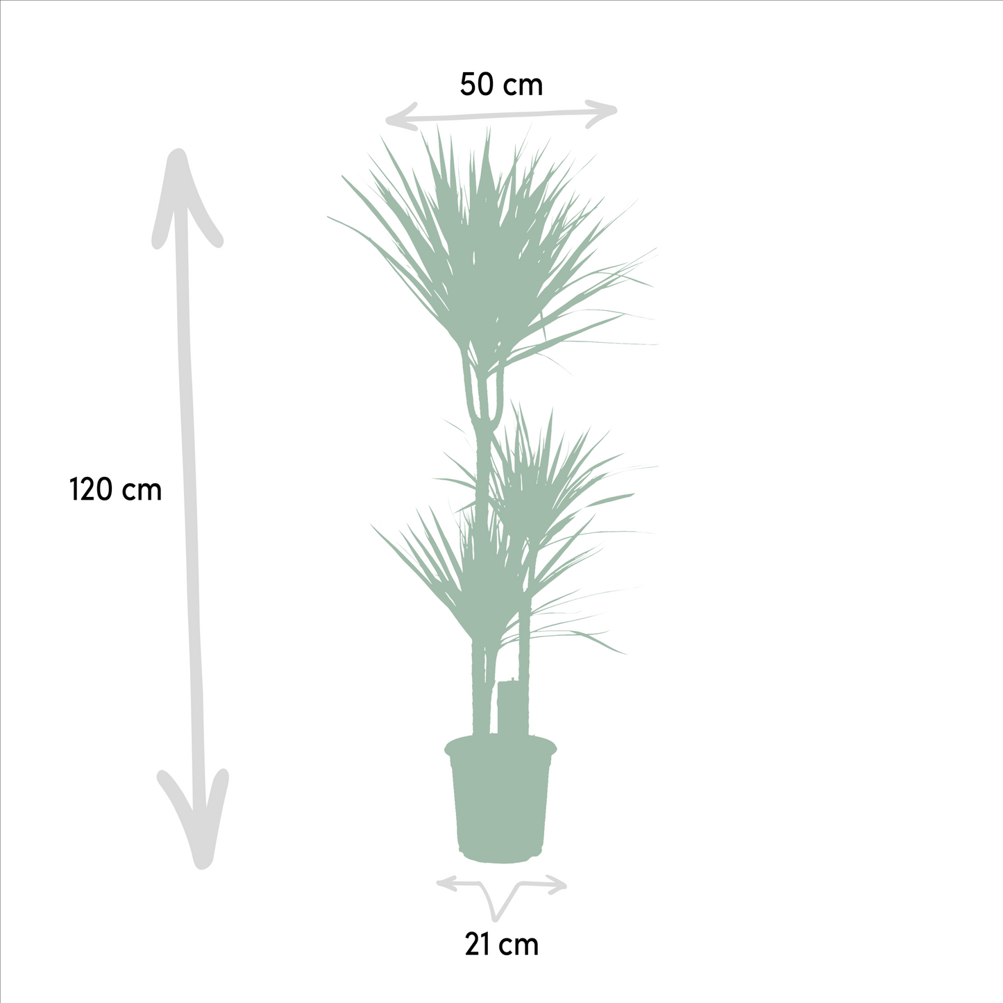 Drachenbaum 120 cm – Stilvolle & pflegeleichte Zimmerpflanze