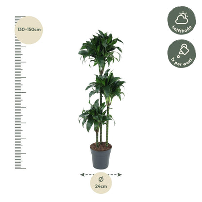 Drachenbaum 'Tatuade' 140 cm – Exotische Zimmerpflanze
