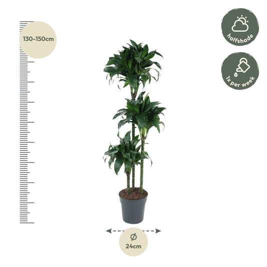 Drachenbaum 'Tatuade' 140 cm – Exotische Zimmerpflanze