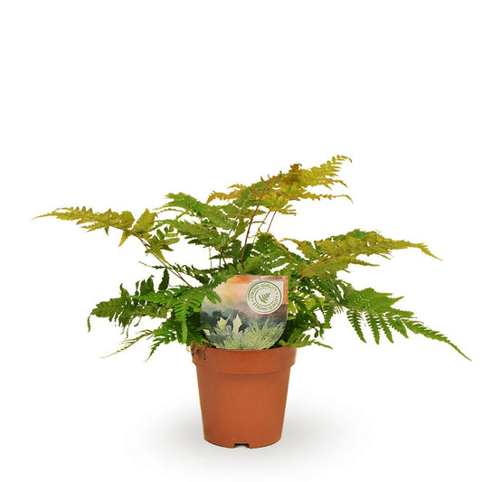 Dryopteris Erythrosora - Ø12cm - ↕35cm