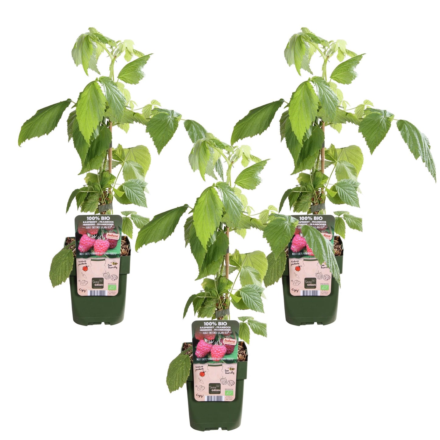 3x - Rubus id. Twotimer 'Sugana Red' - ↨45cm - Ø13