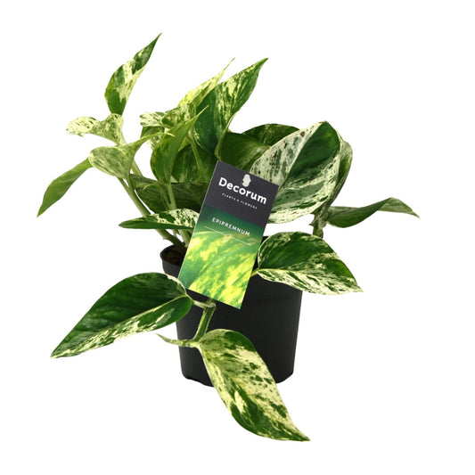 Scindapsus (Epipremnum) Marble Queen - Ø12cm - ↕25cm