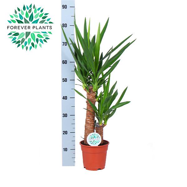 Yucca - Ø17cm - ↕80cm