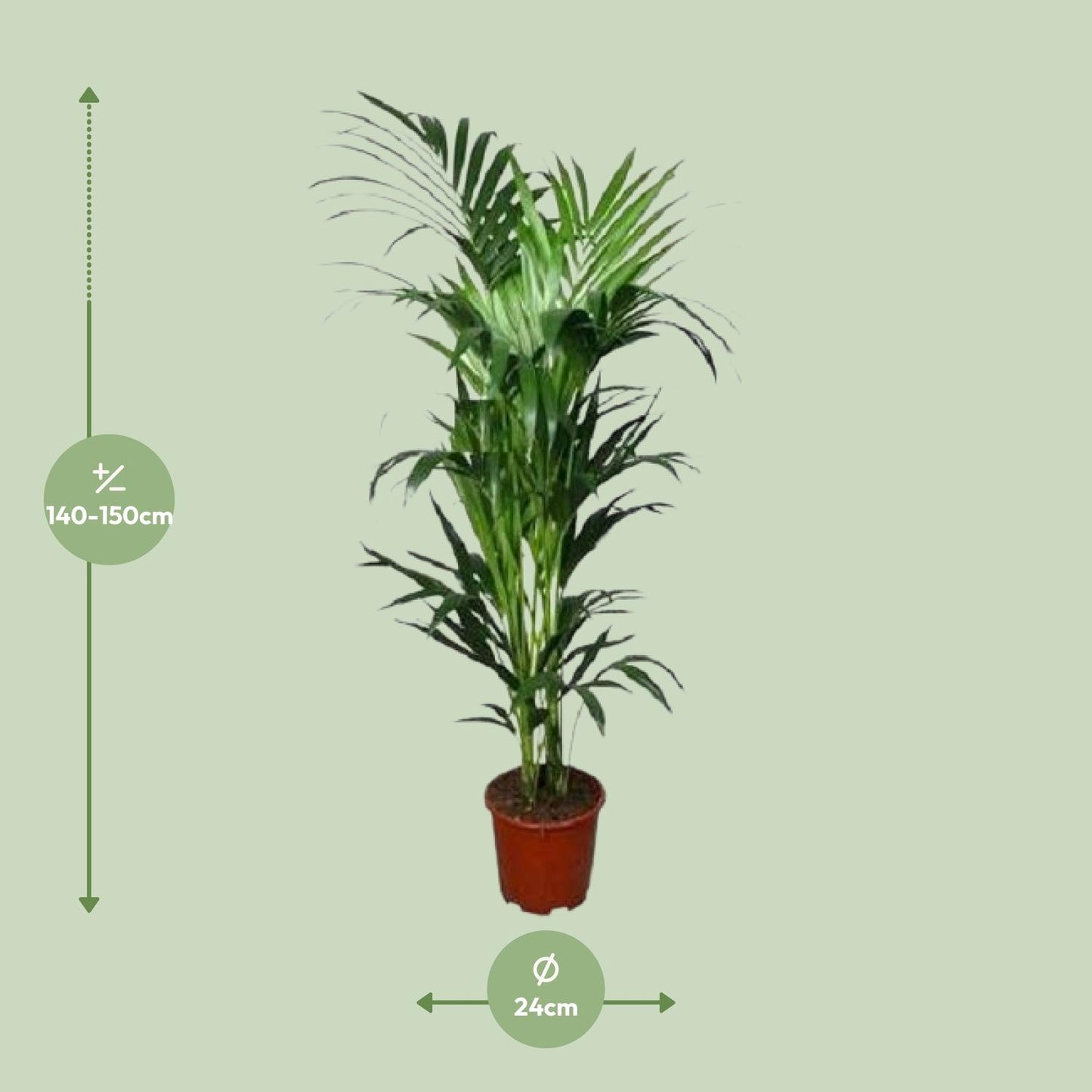 Howea - Ø24cm - ↕150cm