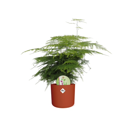 Asparagus ‘Plumosus’ in ELHO b.for soft rond 14cm brique