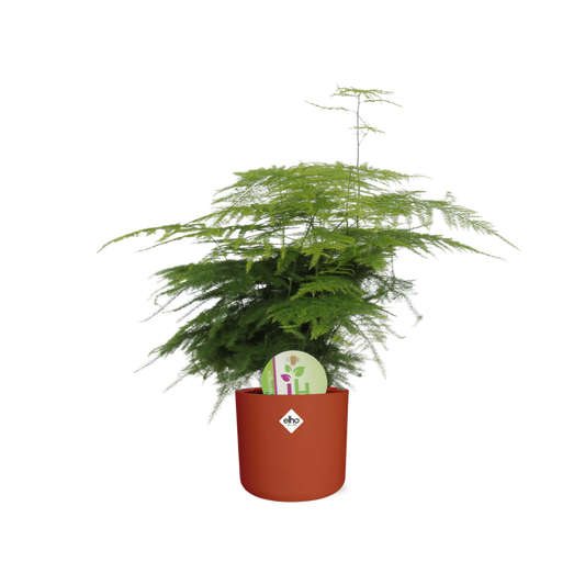 Asparagus ‘Plumosus’ in ELHO b.for soft rond 14cm brique