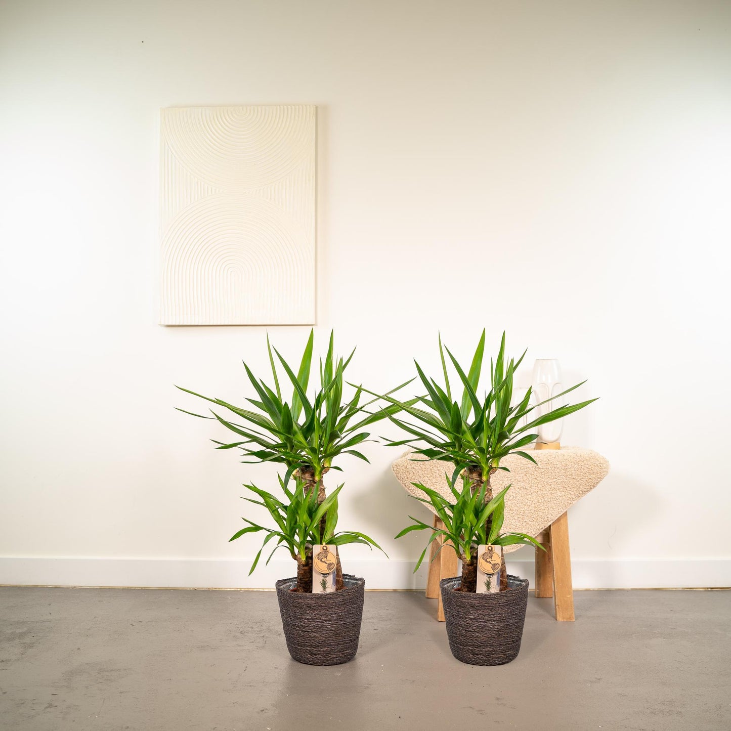 2x Palmlilie (Yucca elephantipes) – 90 cm, pflegeleichtes Set