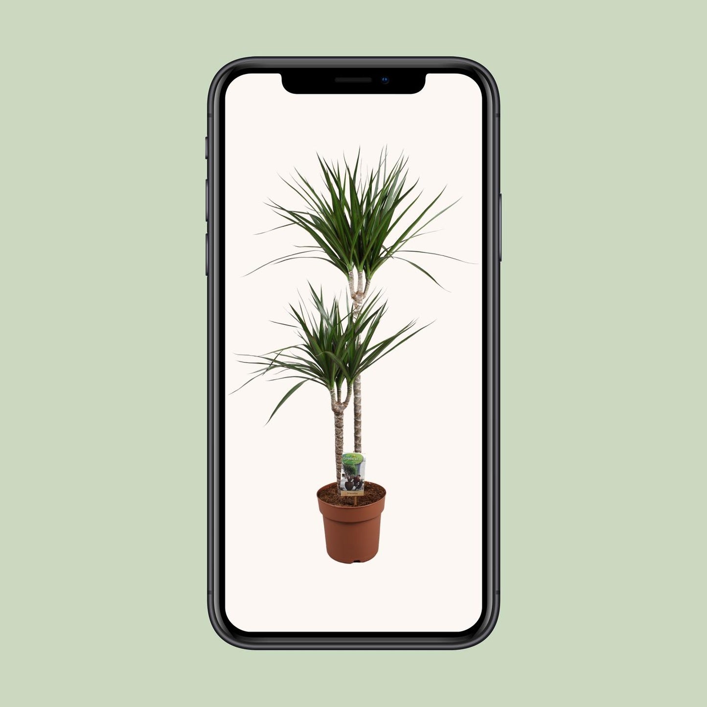 Dracaena Marginata - Ø19cm - ↕110cm