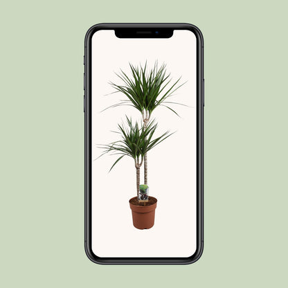Dracaena Marginata - Ø19cm - ↕110cm
