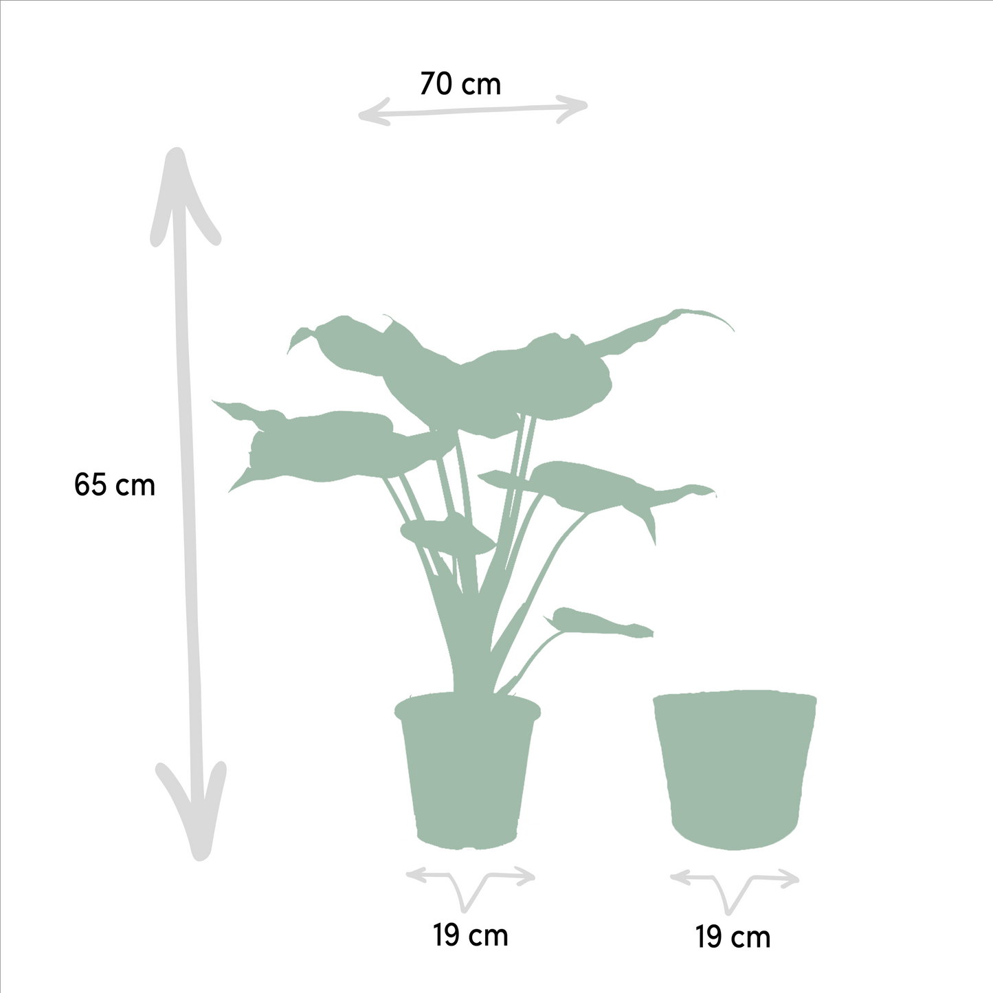Alocasia Cucullata - Ø19cm - ↕65cm + Korb Selin